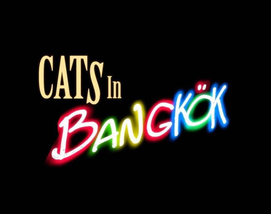 Cats in Bangkok