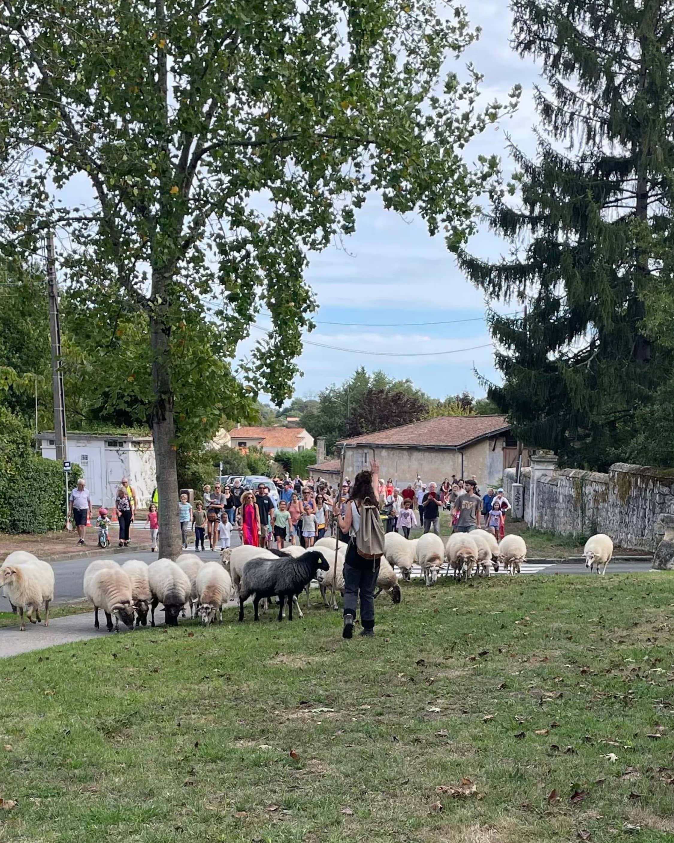 Transhumance du troupeau du parc des Coteaux