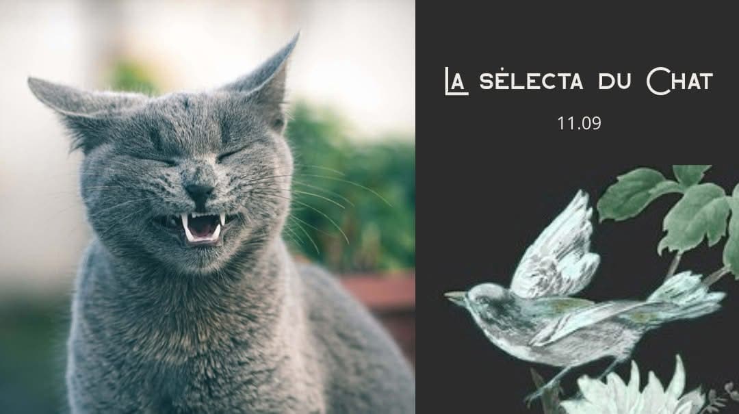 La Selecta du Chat