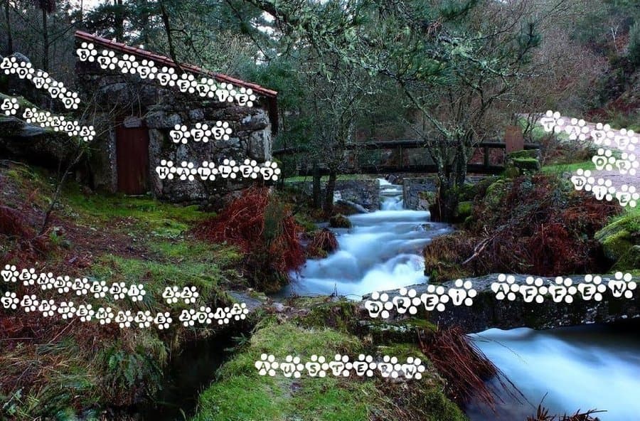 Drei Affen + Tape Or Die + Austern