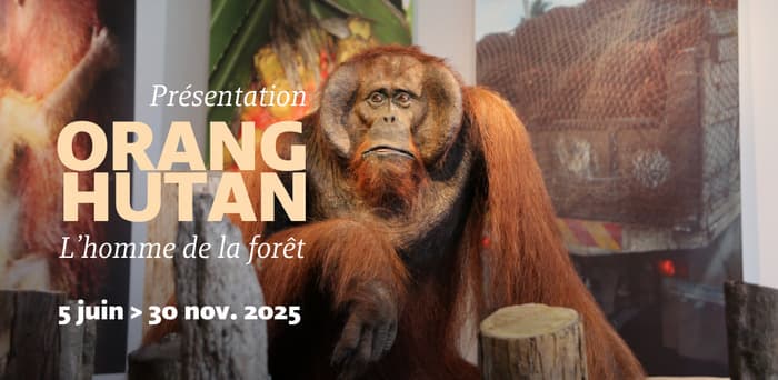 Orang-Hutan, l'homme de la forêt
