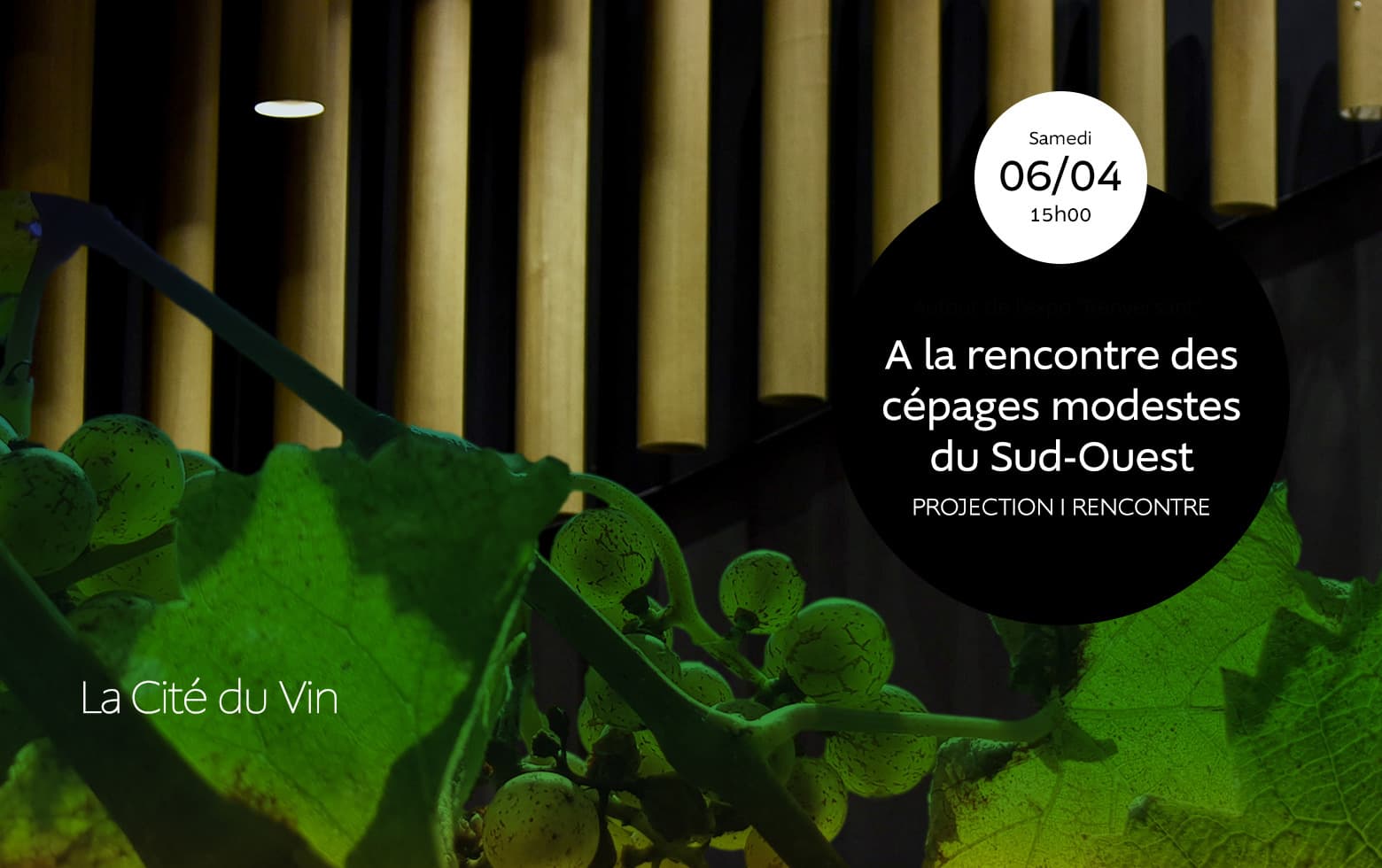 A la rencontre des cépages modestes du Sud-Ouest