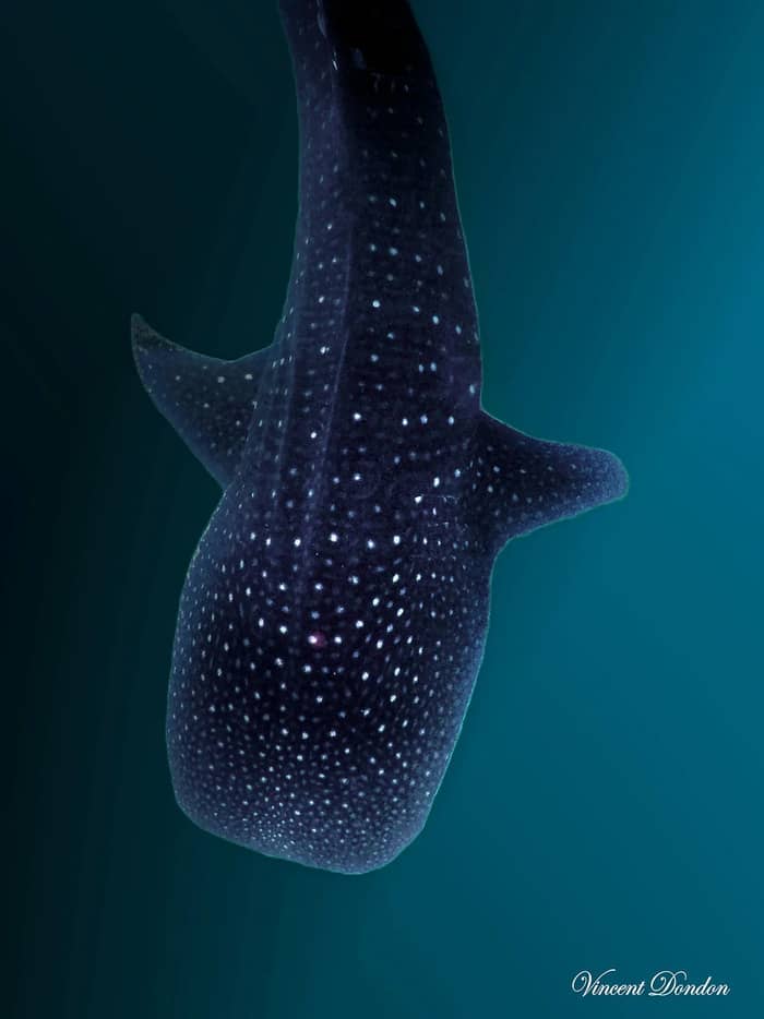 Le monde merveilleux des nudibranches