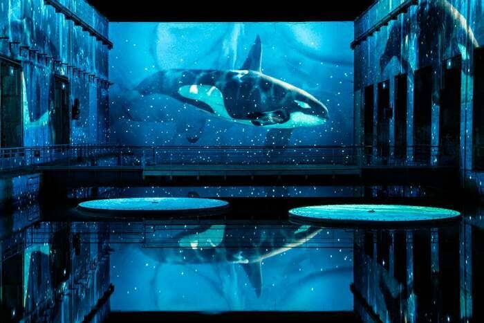 Océan, une plongée immersive