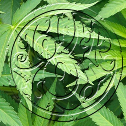 TONER LOW + VERBAL RAZORS + CRASH VICTIM CANNIBALISM