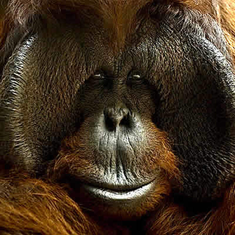 Ektör & Les Primates