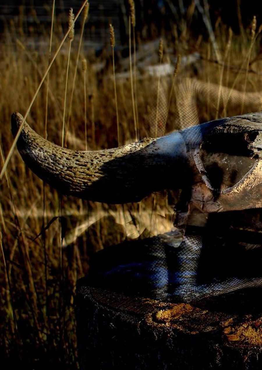 NFN #10 avec Maniard + Purple Mad Bones