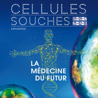 CELLULES SOUCHES : LA MÉDECINE DU FUTUR