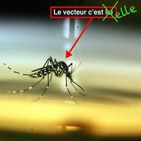 CARTOGRAPHIE 3 : Les déterritorialisations du vecteur, F. Ferrer