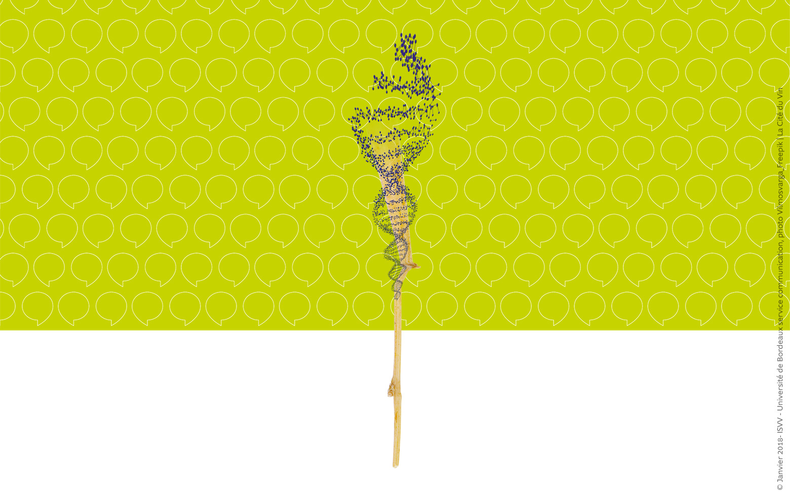 Des levures, du vin, des hommes