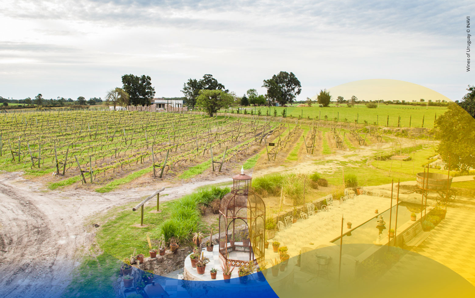 Tannat, roi de l'Uruguay