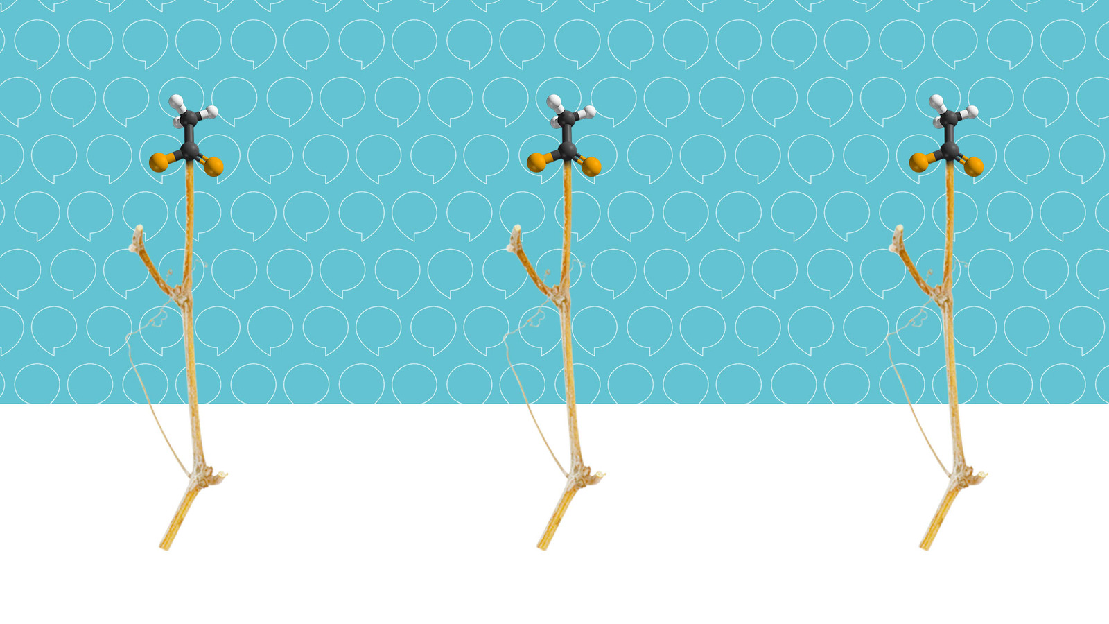 Vous mettrez bien un peu de science dans votre vin ?