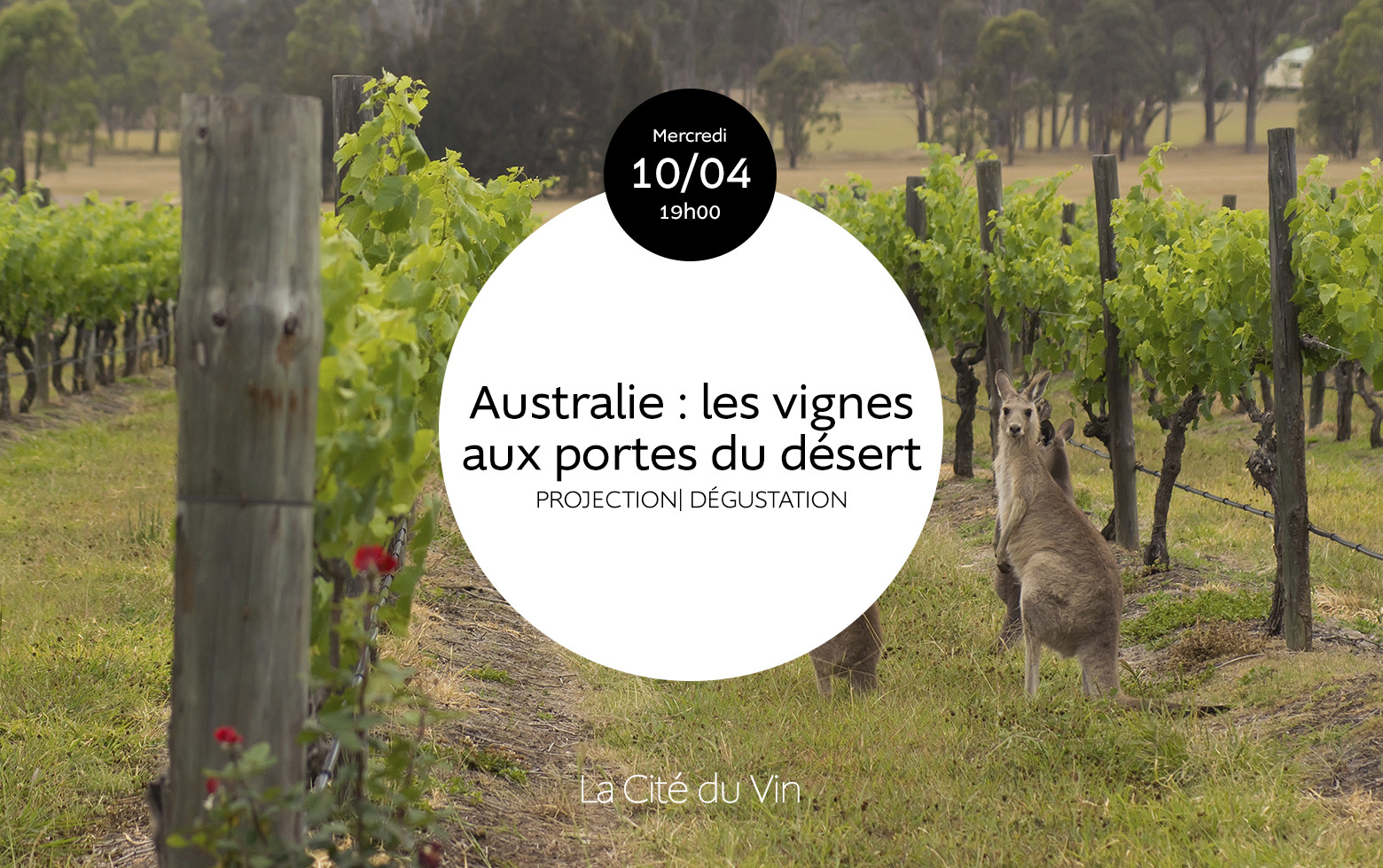 Australie : les vignes aux portes du désert