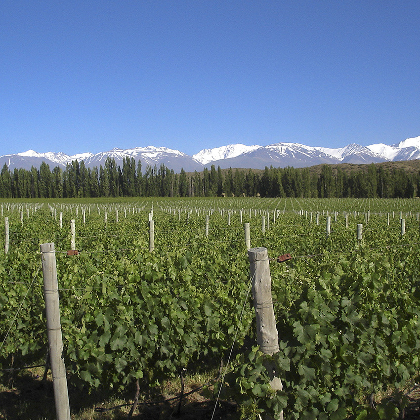 Carnets de voyage : l'Argentine viticole