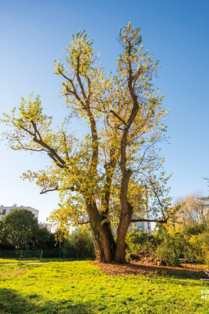 La Maison de l'Arbre