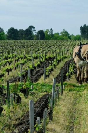 Concert-dégustation de vin, balade entre musique classique et peinture