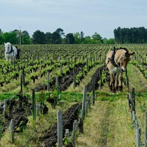 Concert-dégustation de vin, balade entre musique classique et peinture
