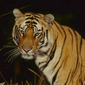 Jāṅgala, au cœur de la jungle indienne