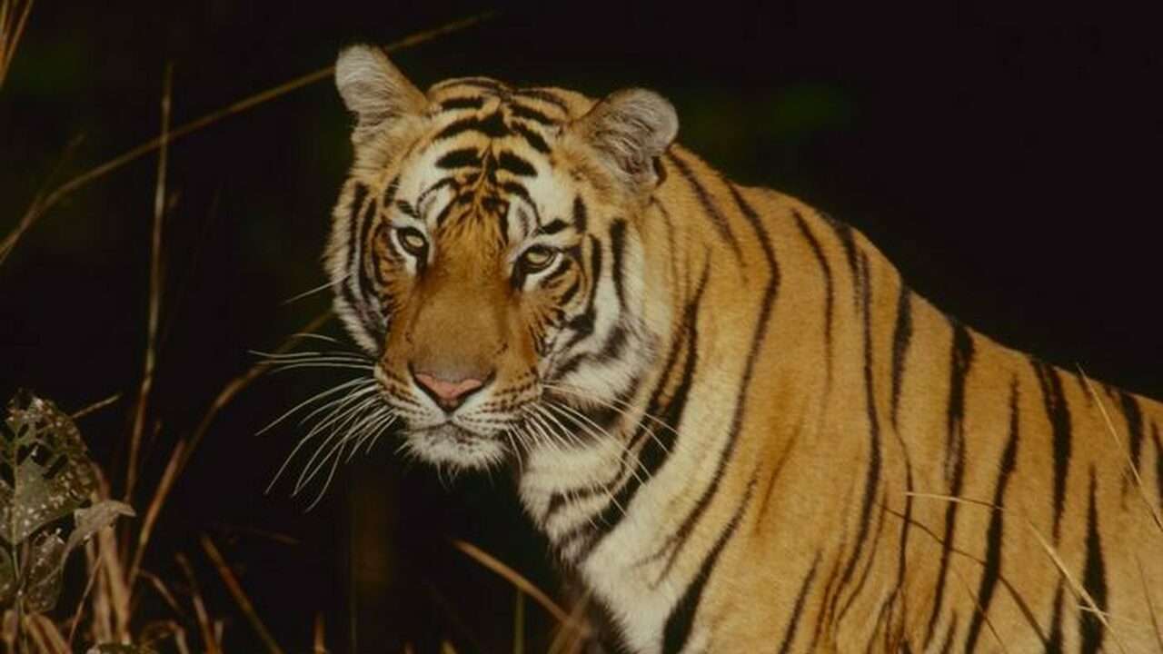 Jāṅgala, au cœur de la jungle indienne