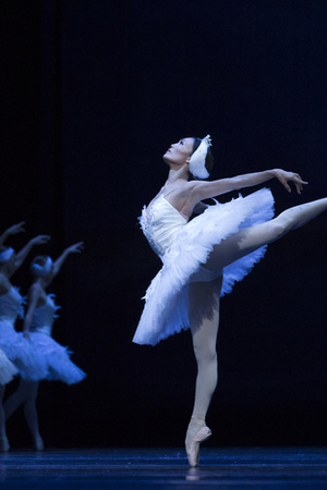 Le lac des cygnes, un spectacle magique