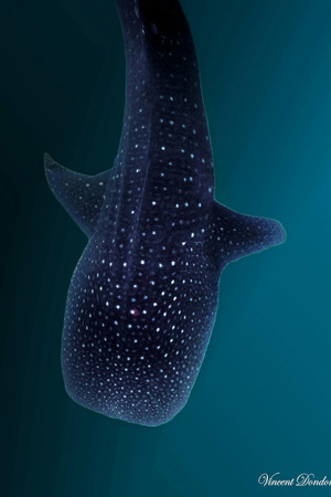 Le monde merveilleux des nudibranches