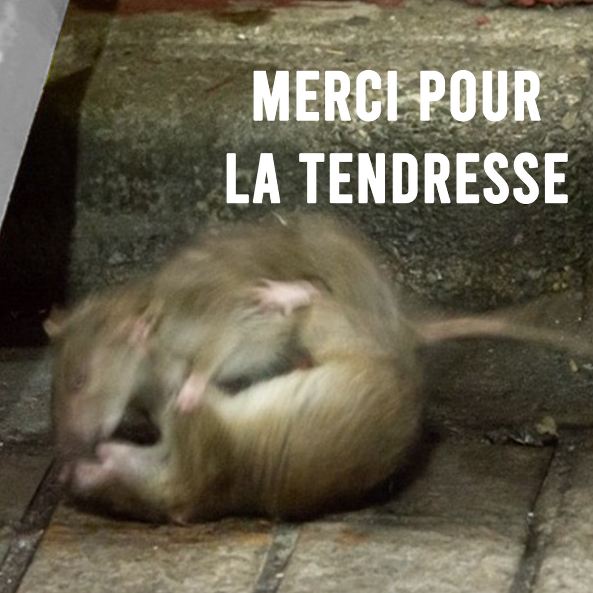 Performance sonore ''Merci pour la tendresse''