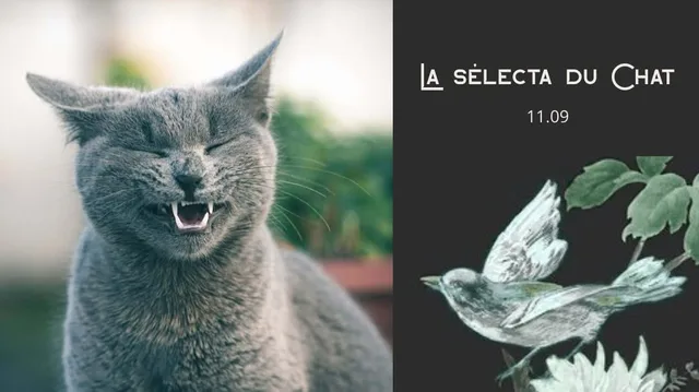 La Selecta du Chat