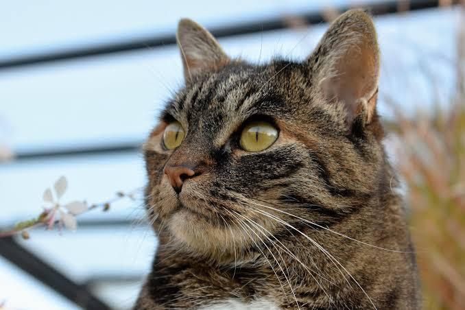 Miaou ! - Exposition participative