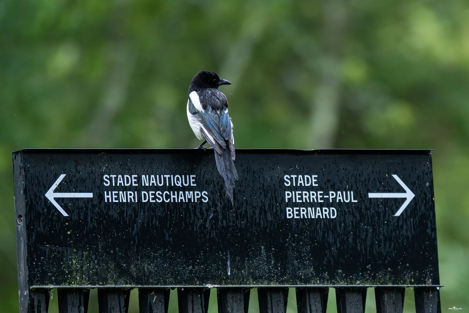 Talence, éclats de nature urbaine