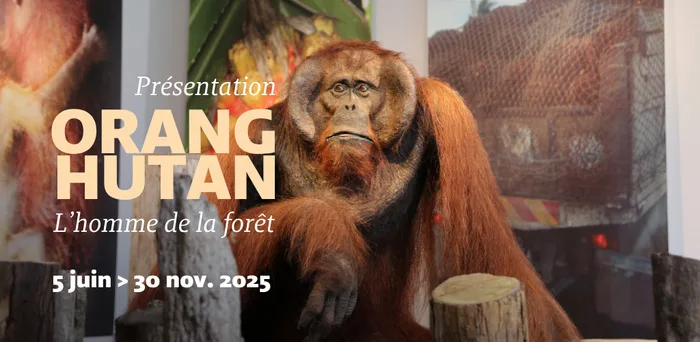 Orang-Hutan, l'homme de la forêt